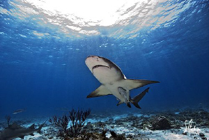 The light of the sun beams lead this Lemon Shark to our b... by Steven Anderson 